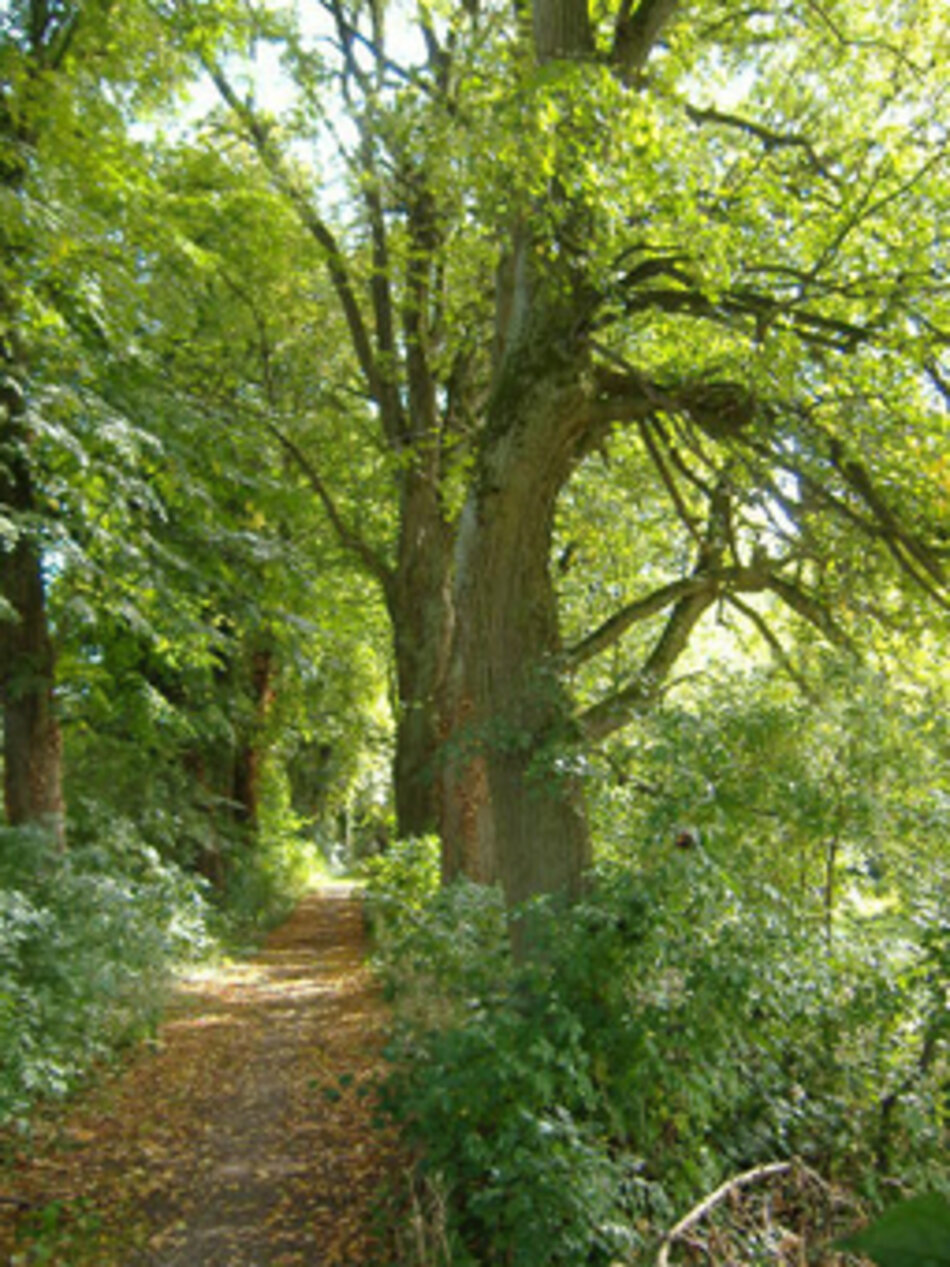 Lindenallee in Bächingen (Foto: Manfred Berger)