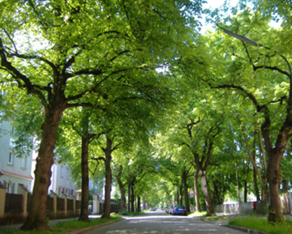 Lindenallee in Augsburg-Hochfeld (Foto: Manfred Berger)