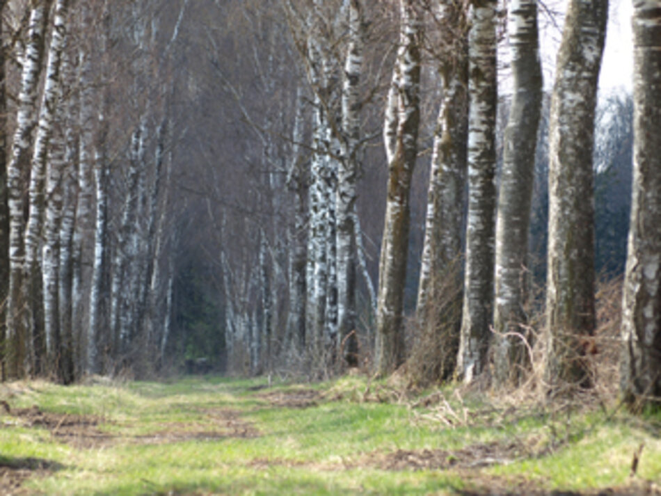 Birkenallee in Bannacker (Foto: Manfred Berger)