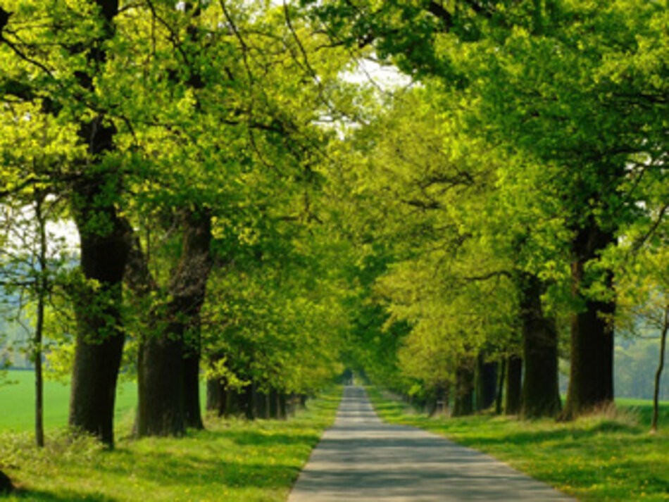 Beberbecker Allee (Foto: Otto Loewer)