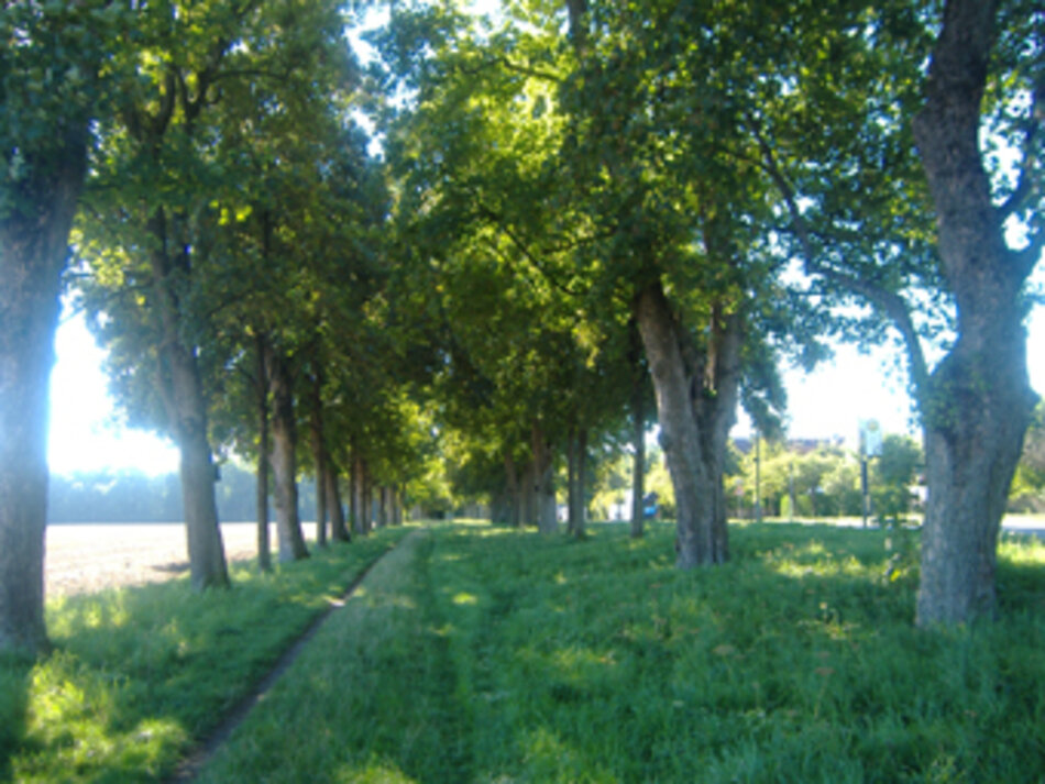 Ahornallee in Augsburg-Hochzoll (Foto: Manfred Berger)