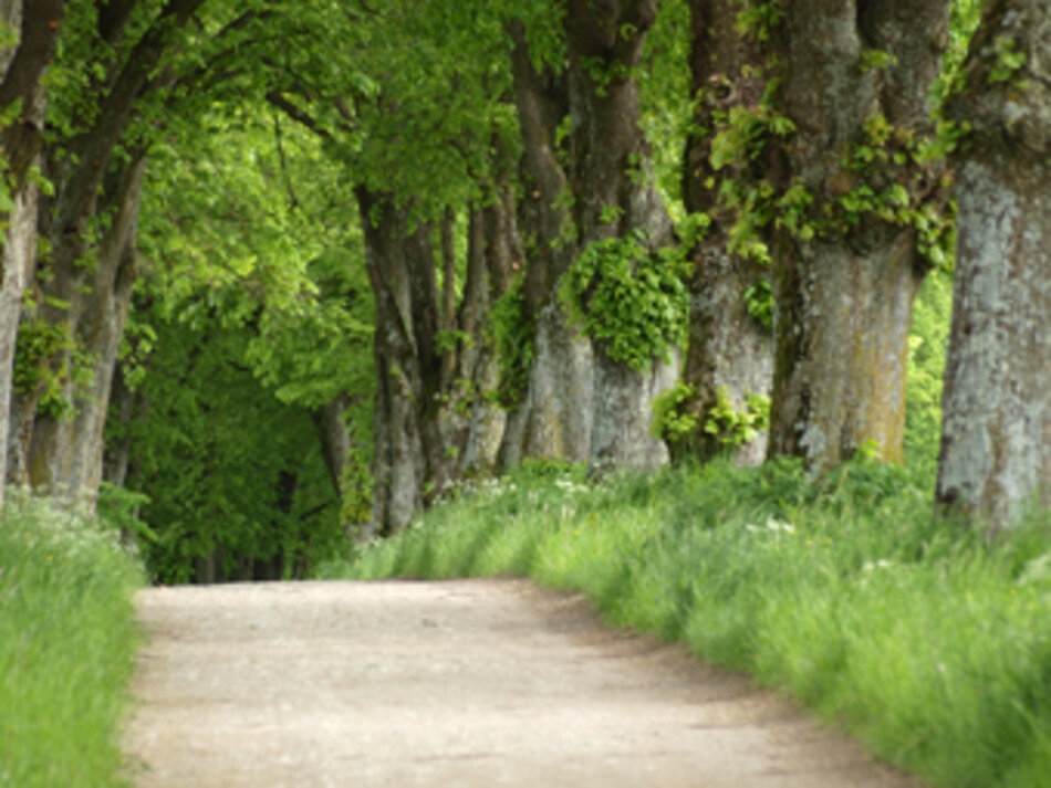 Lindenallee in Aufkirchen (Foto: Rainer Lobinger)