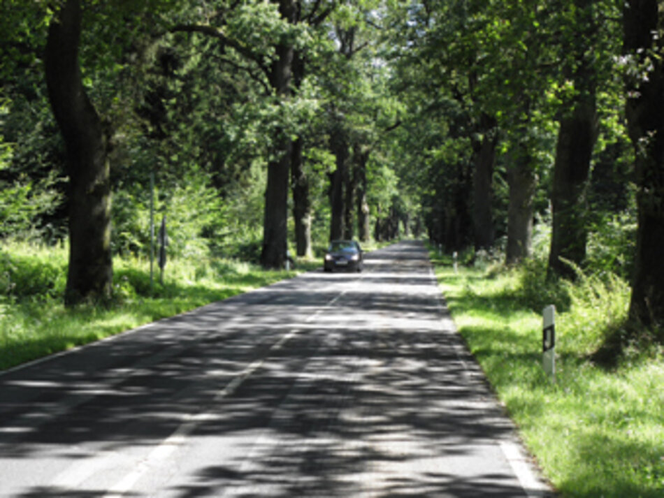 Eichenallee zwischen Rheinhardshagen und Immenhausen-Holzhausen (Foto: Hermann Josef Rapp)