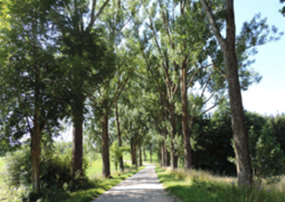 Ahornallee und Pappelallee bei Amerdingen im Landkreis Donau-Ries (Foto: Manfred Berger)