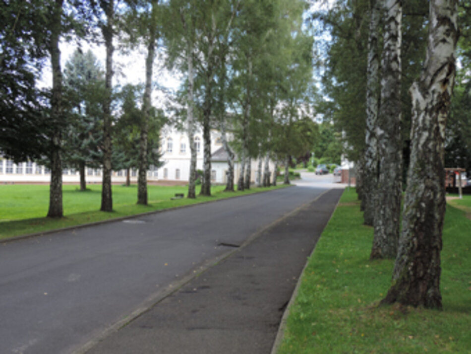 Birkenallee in Idstein (Foto: Manfred Berger)