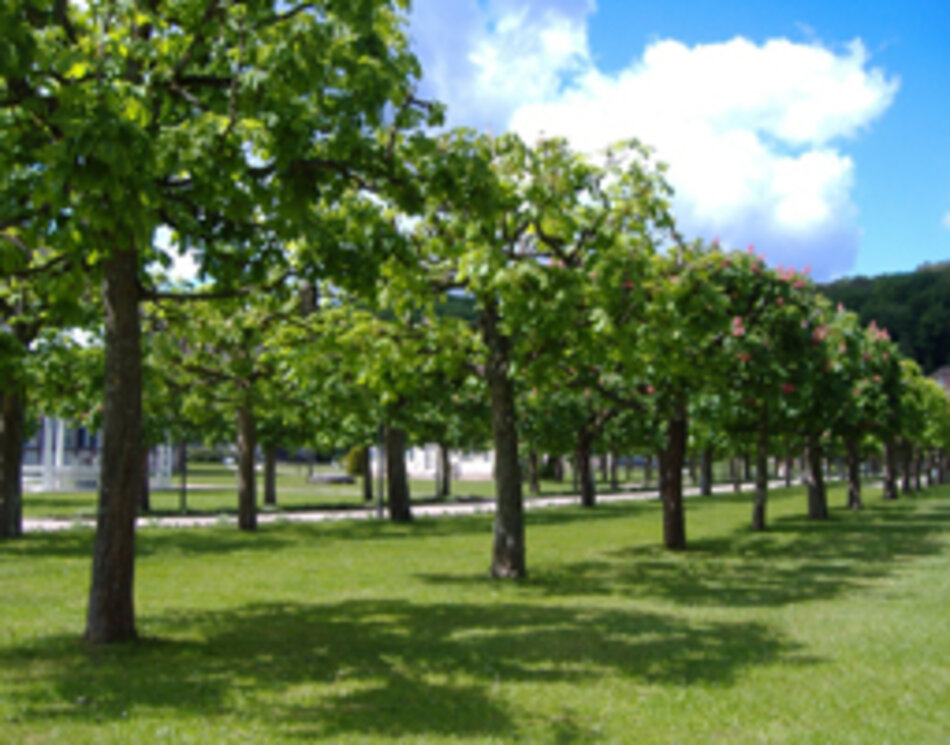 Alleen im und rund um das Staatsbad Bad Brückenau (Foto: Manfred Berger)