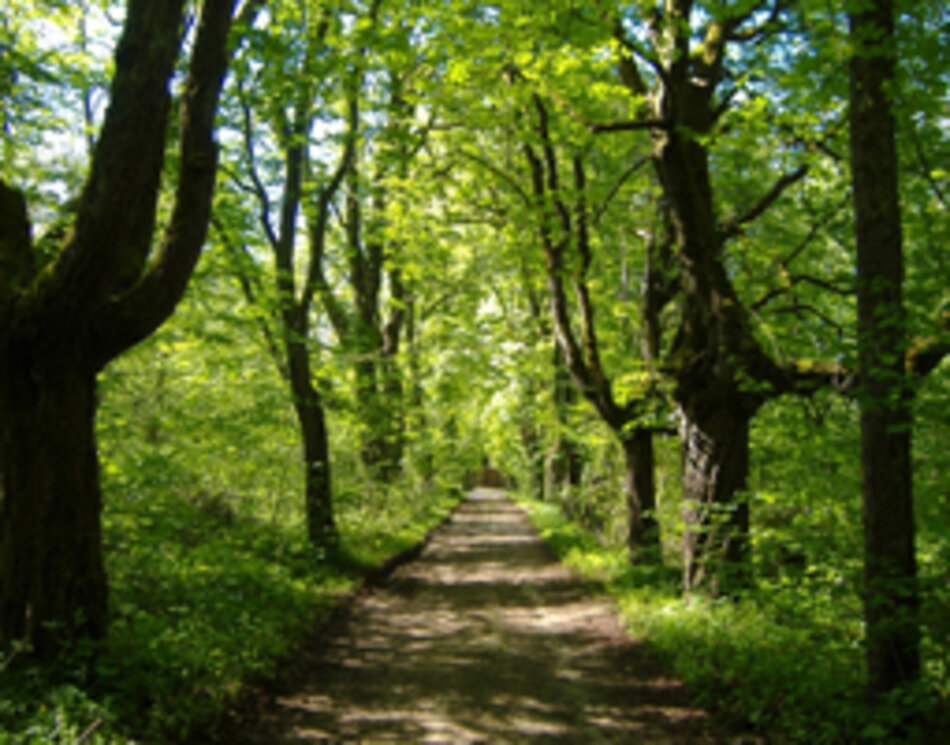 Alleenparadies Schloss Taxis (Foto: Manfred Berger)