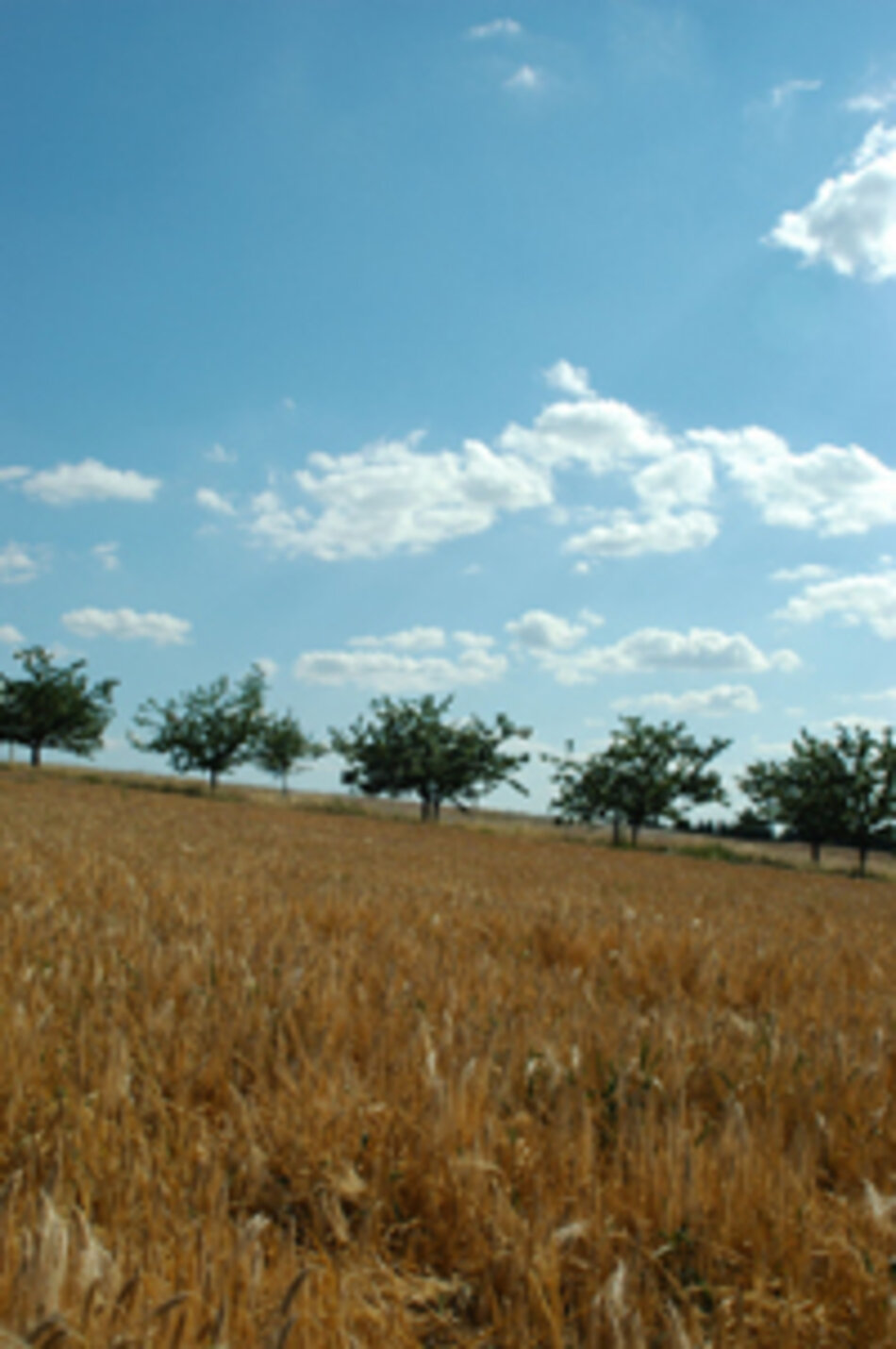 Obstbaumallee in Marburg-Biedenkopf (Foto: Moritz Jacobsen)