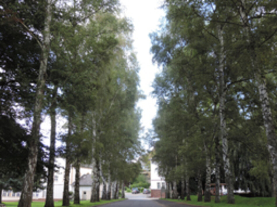 Birkenallee in Idstein (Foto: Manfred Berger)